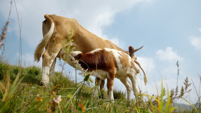 牛群山坡吃草蓝天白云