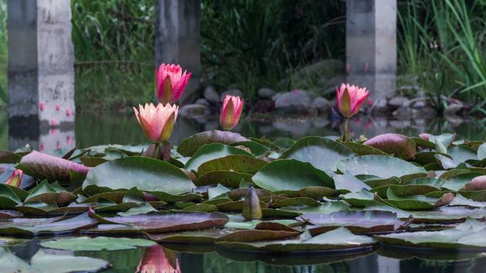 睡莲开花延时