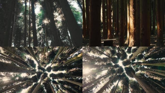 茂密放射森林仰拍逆光阳光树木光斑