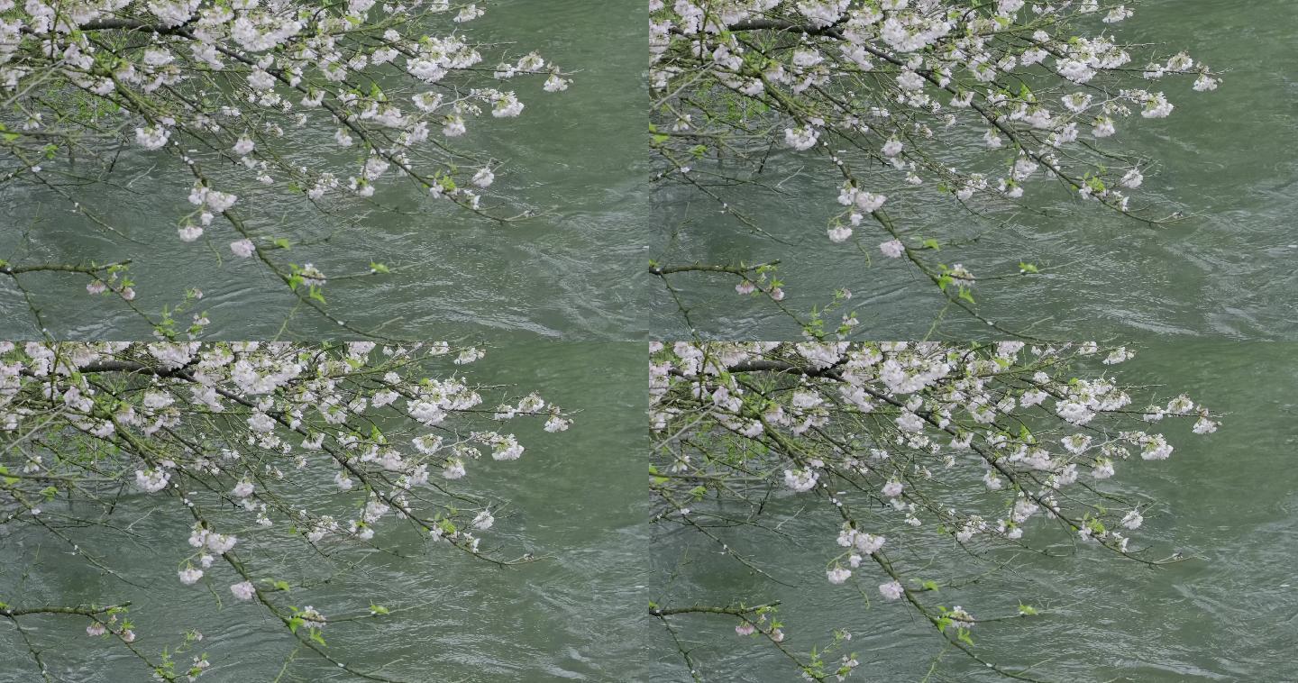 樱花 水面 日系 湖水