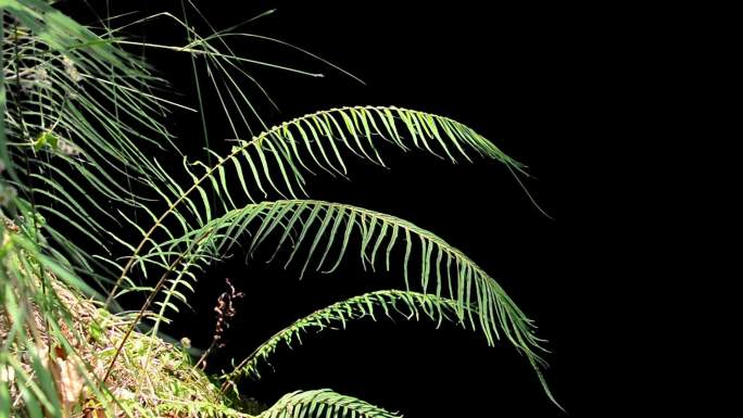 实拍户外荒草空镜蕨类植物视频素材可作合成