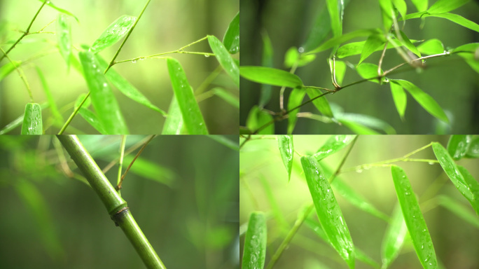 雨后竹叶雨水4k