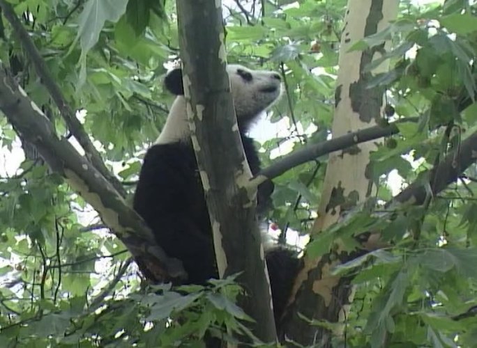 05年熊猫出逃影像