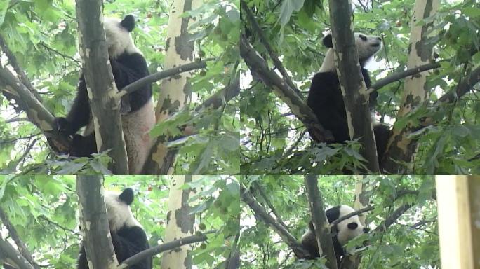05年熊猫出逃影像
