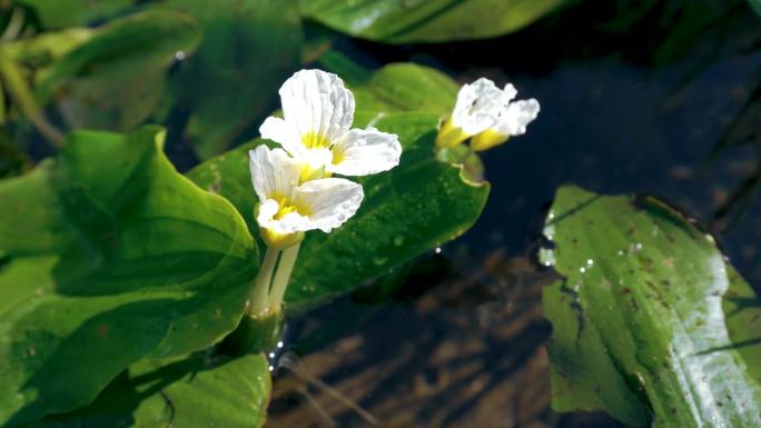 水菜花