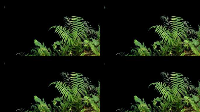 实拍带通道蕨类草植物视频素材可作合成视频