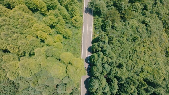 卡迪拉克汽车广告森林航拍俯拍垂直纵深茂密