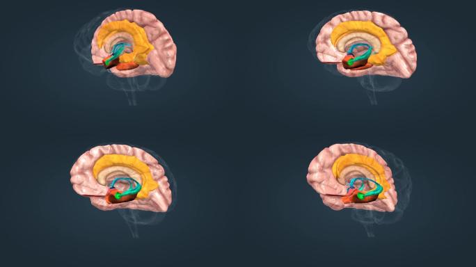 大脑杏仁核下丘脑海马体扣带回大脑皮层海马