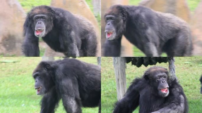 迈阿密动物园，一只成年黑猩猩在行走和坐下