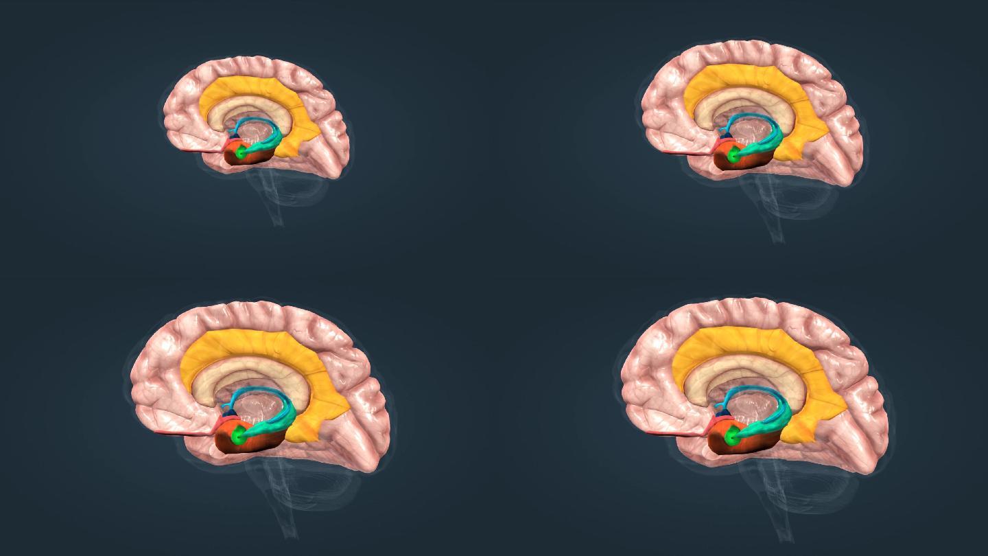 人体大脑解剖面