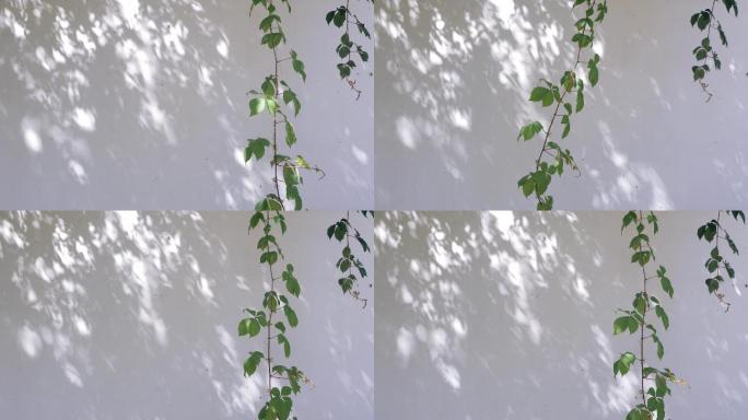 阳光透过树叶撒在白墙上