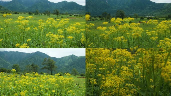 孟获城草原花田