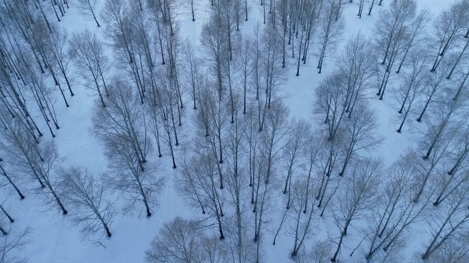 航拍雪原小树林