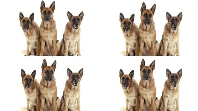 宠物，动物和行为，三只纯种的德国牧羊犬坐着。工作室拍摄，白色背景。第1部分，共14部分