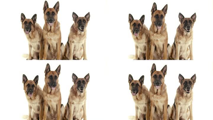 宠物，动物和行为，三只纯种的德国牧羊犬坐着。工作室拍摄，白色背景。第1部分，共14部分