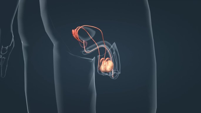 男性生殖器官内生殖器阴囊附睾睾丸输精管