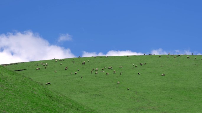 高原草原牦牛羊群