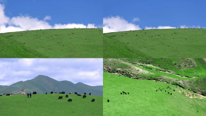 高原草原牦牛羊群