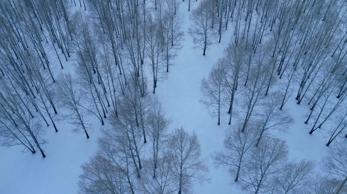航拍雪原小树林