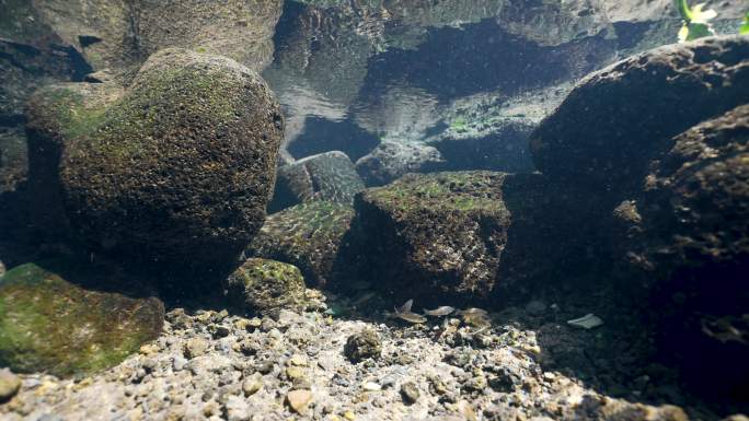 火山湿地水下野生小鱼