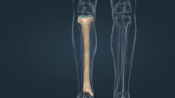 医学人体下肢骨骼介绍