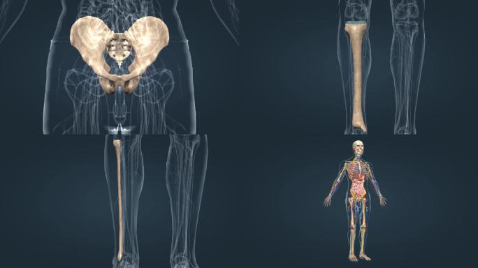 医学人体下肢骨骼介绍