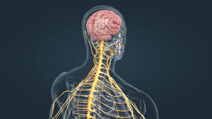 人体大脑小脑神经边缘系统医疗三维动画
