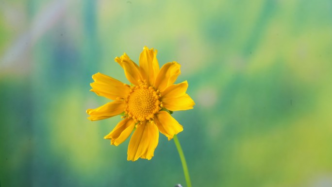 黄色金鸡菊开花延时