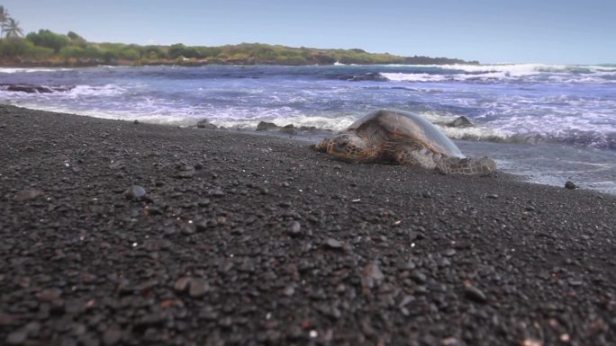 一只绿海龟在夏威夷罕见的黑沙滩上岸，海浪冲刷着他。最后，他抬起头，张大了嘴巴。