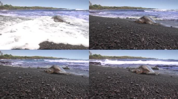 一只绿海龟在夏威夷罕见的黑沙滩上岸，海浪冲刷着他。最后，他抬起头，张大了嘴巴。