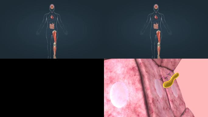 医学人体甲状腺新陈代谢内分泌激素泌腺组织