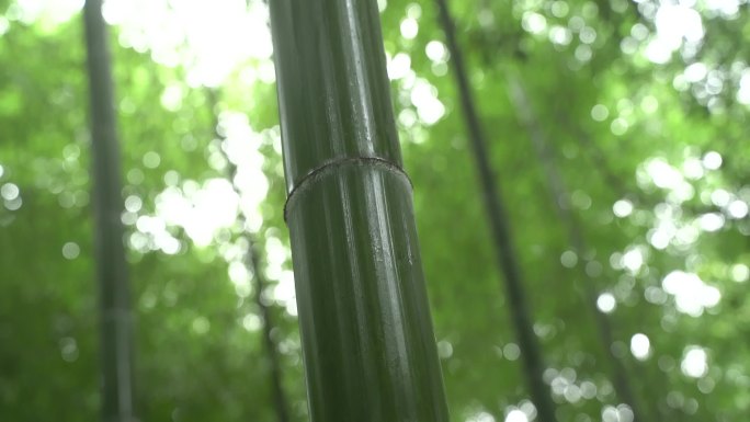 雨后竹子4k