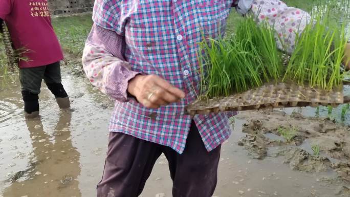 水田抛秧劳作的村民抛秧种植水稻谷苗种子