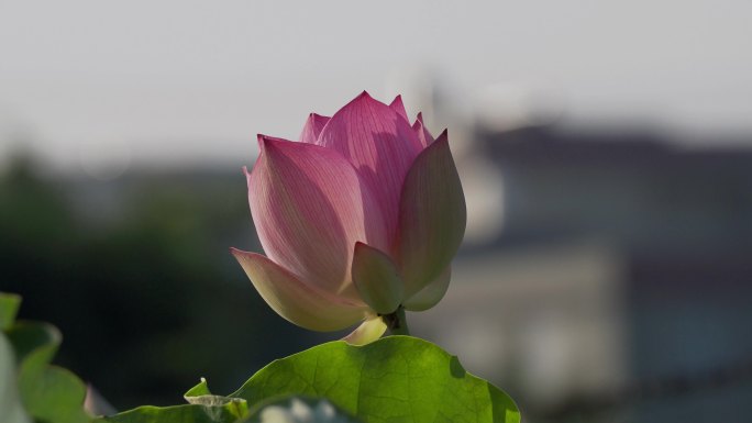 一组意境粉色荷花背景虚化