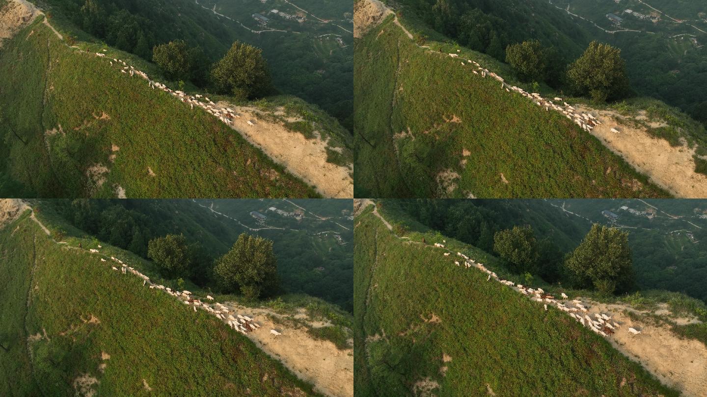 山上放羊牧羊人高山里的放羊人家赶羊群航拍