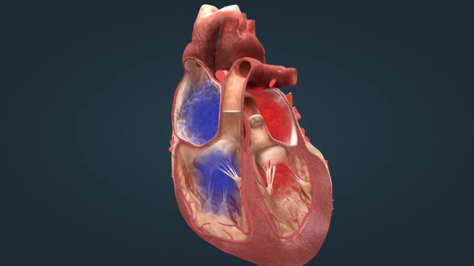 医学人体心脏心血管心动周期电脉冲三维动画