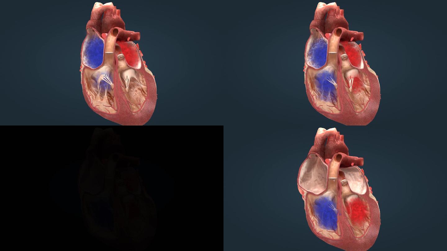 医学人体心脏心血管心动周期电脉冲三维动画