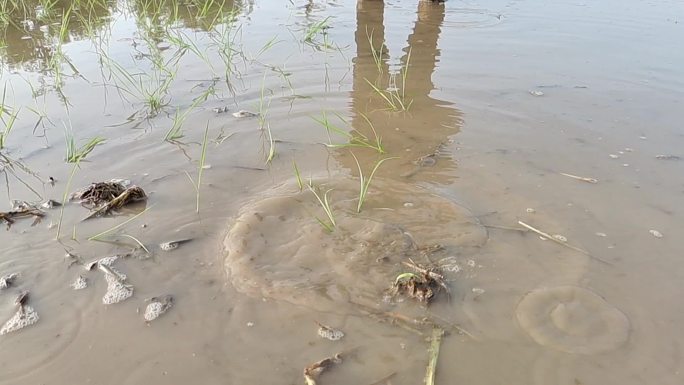 水田抛秧劳作的村民抛秧种植水稻稻谷苗种