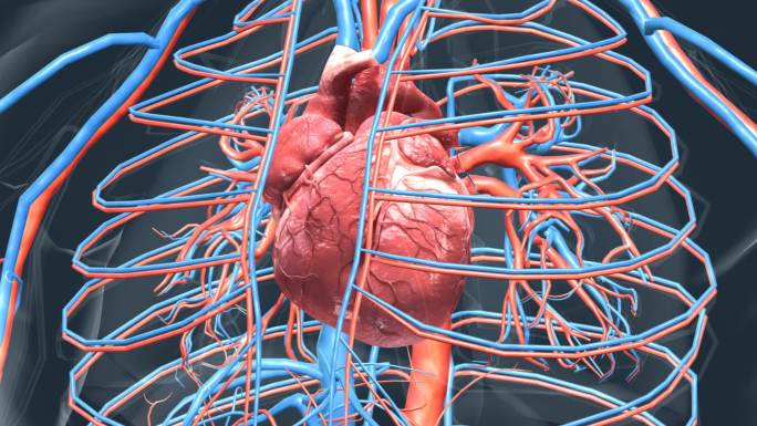 3D真实心脏医学动画