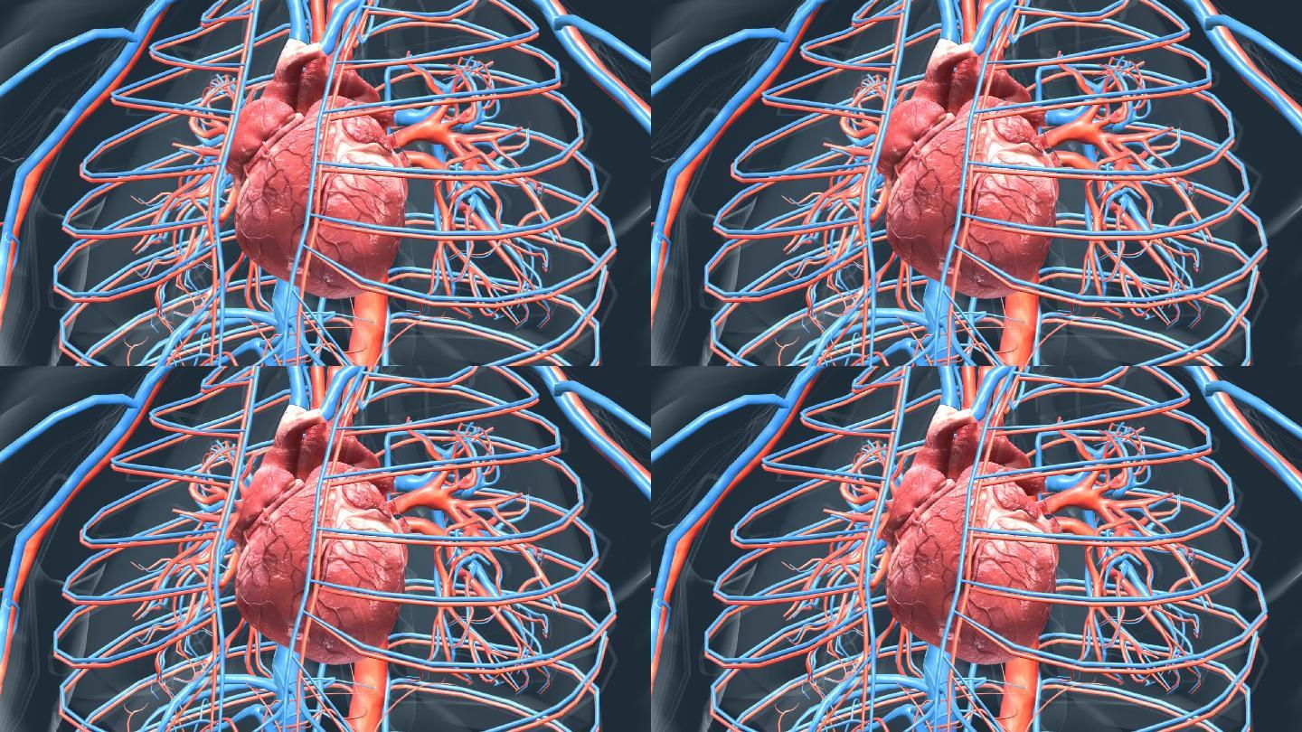 3D真实心脏医学动画