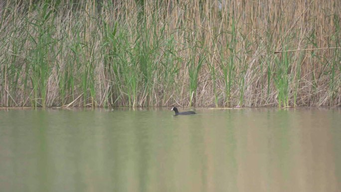 房湾湿地生态湿地水鸭禽类湿地公园C022