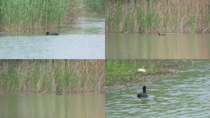 房湾湿地生态湿地水鸭禽类湿地公园C022