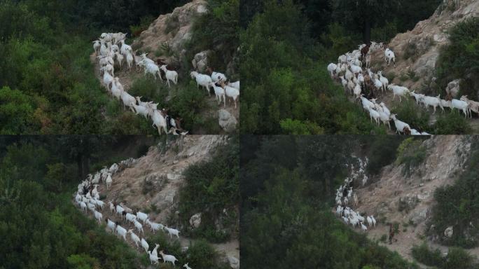 山上放羊牧羊人高山里的放羊人家赶羊群航拍