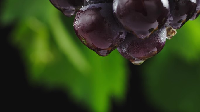 葡萄在葡萄藤上滴水