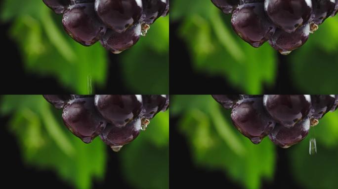 葡萄在葡萄藤上滴水