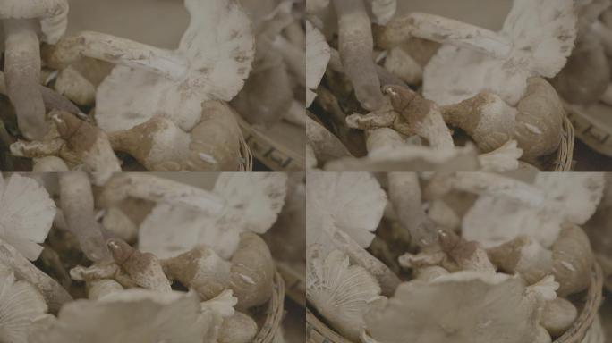 开伞鸡枞蘑菇
