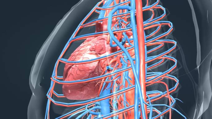 心脏三维动画
