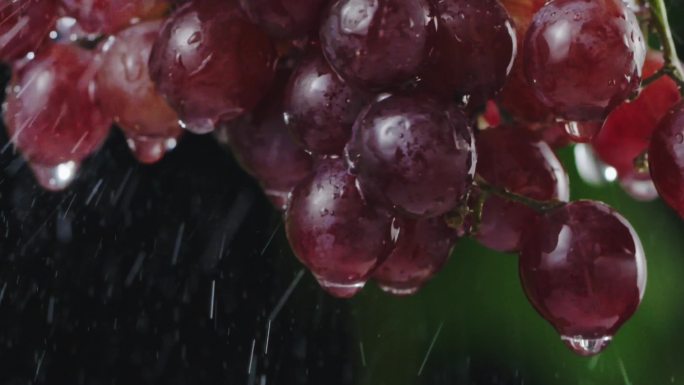 葡萄提子在雨中
