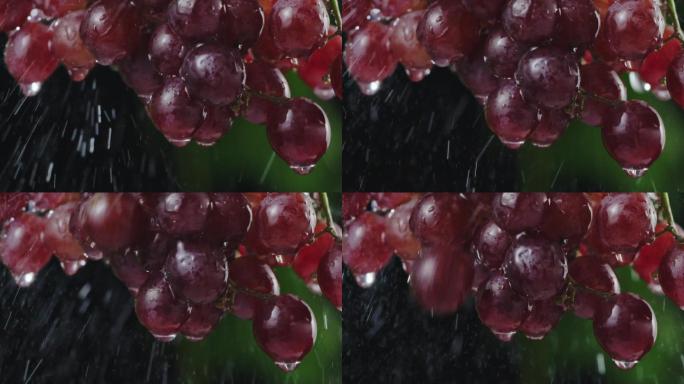 葡萄提子在雨中