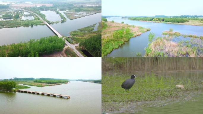 航拍睢宁房湾湿地公园野鸭沼泽地C022